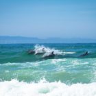 Perfect condition in JBay met the 2016 Billabong SA Junior champs