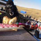 Zappa Sambuca getting the party started on the Afriski slope